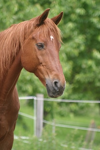 Horse head pferdeportrait friendly