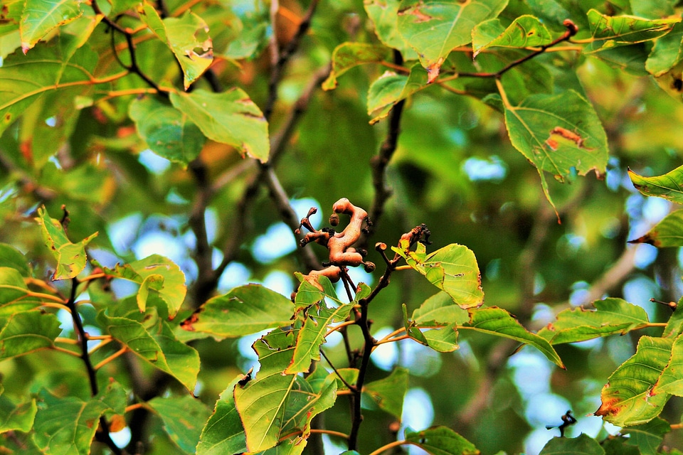 Leaves foliage green