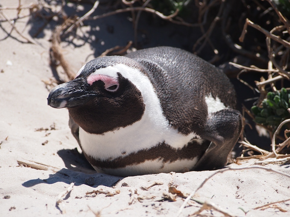 South africa beach sand