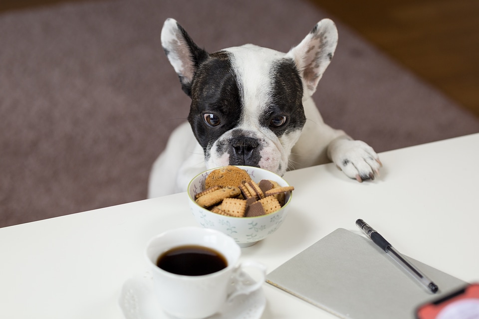 Dog Biscuits Coffee Pet photo