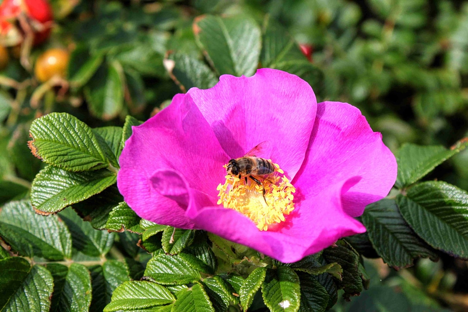 Plant blossom bloom photo