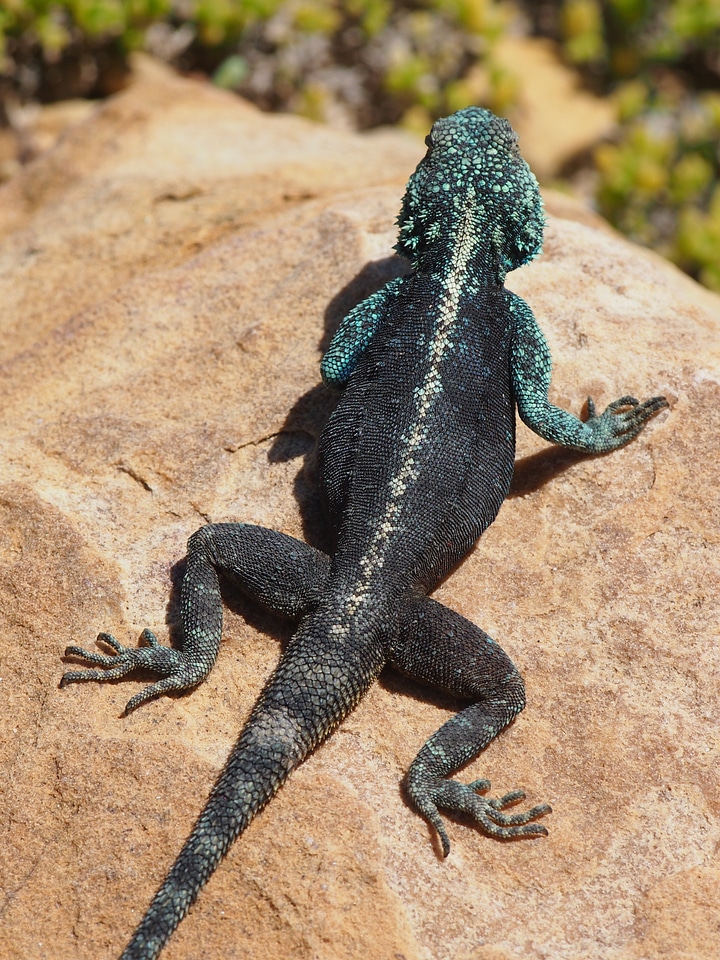 South africa nature creature