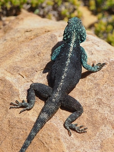 South africa nature creature