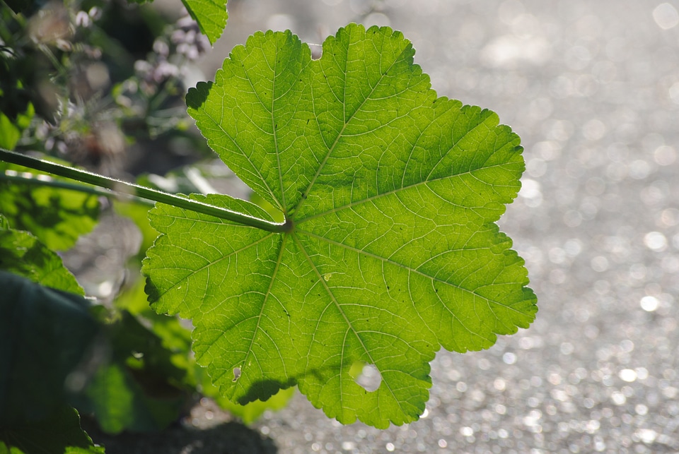 Plant natural bright