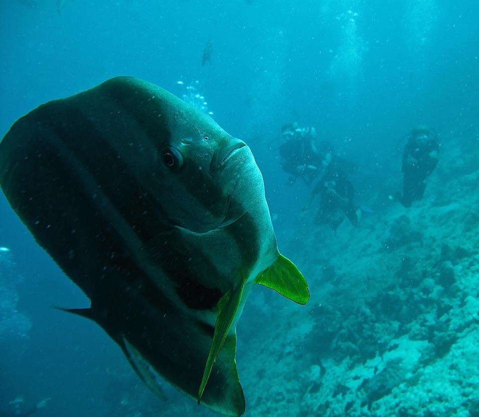 Immersion sub maldives
