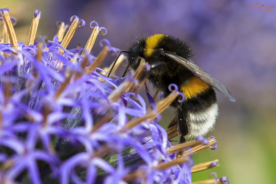 Bee close up insects