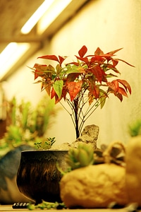 Potted plants fresh the party