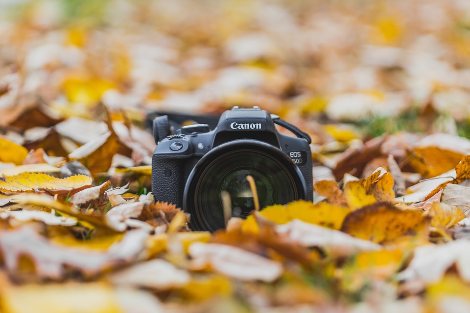 Canon Camera Leaves Autumn Leaves