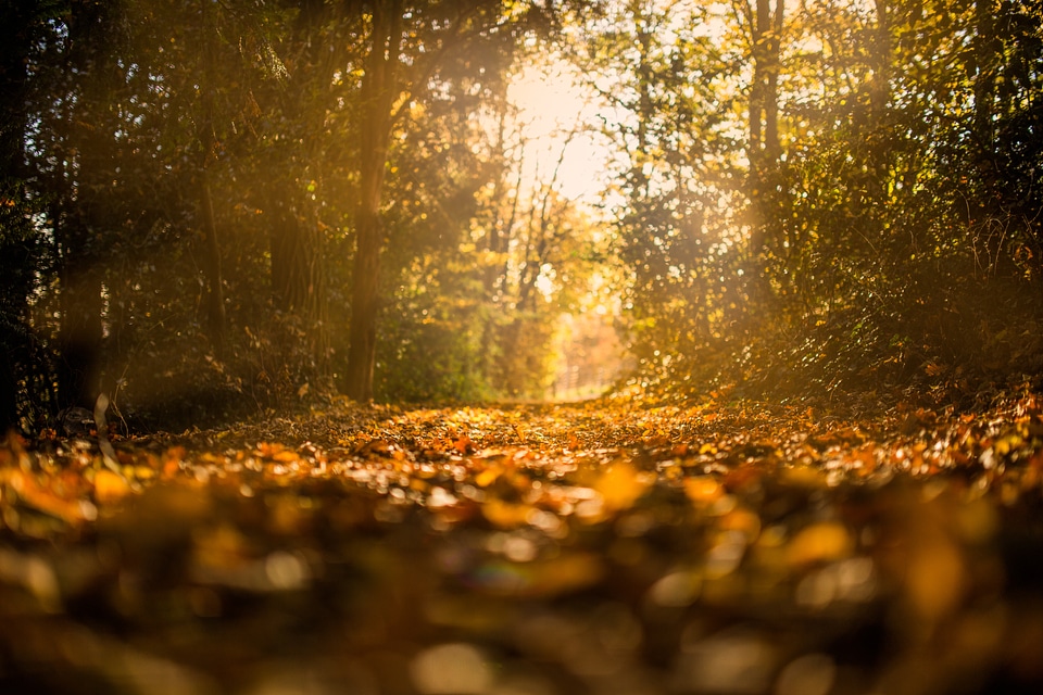 The Forest in Autumn photo