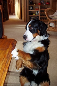 Three colored animal begging
