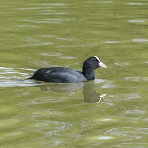 Swimming black white headed photo