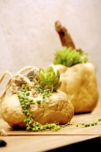 Plant the fleshy cactus