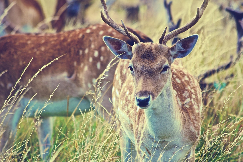 Deer Antlers Grass Field photo