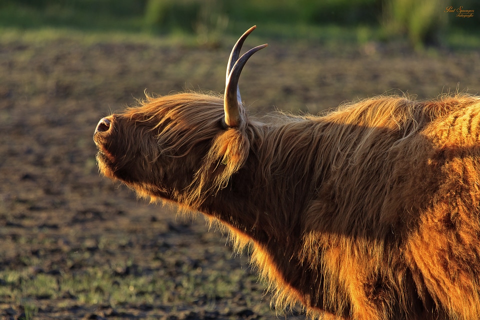 Scottish highlander mammal landscape