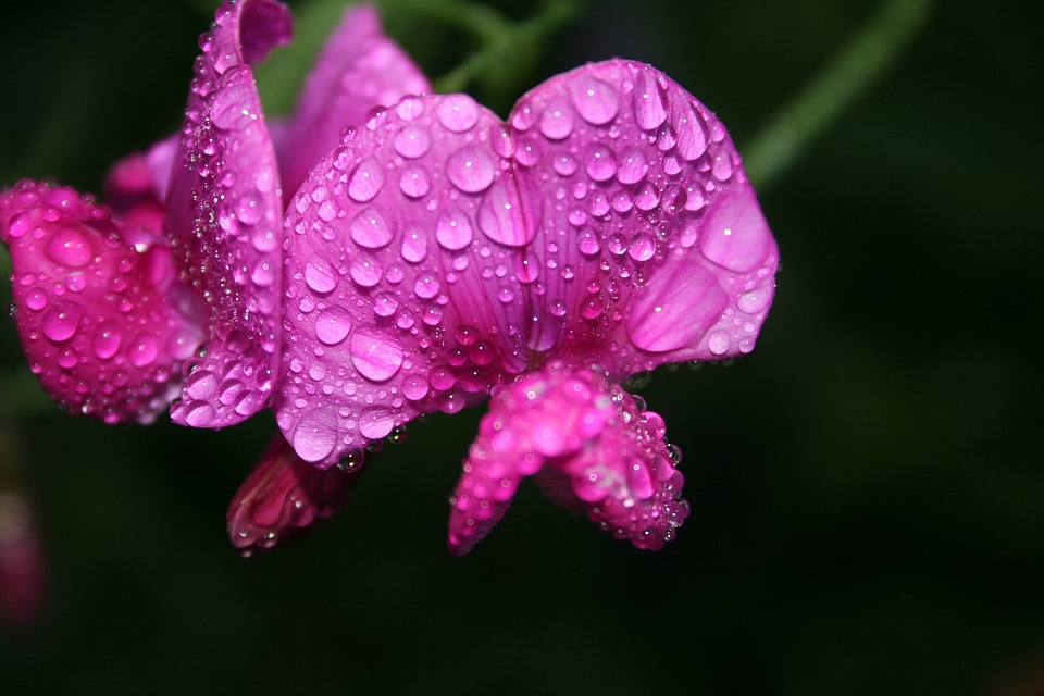 Floral plant natural