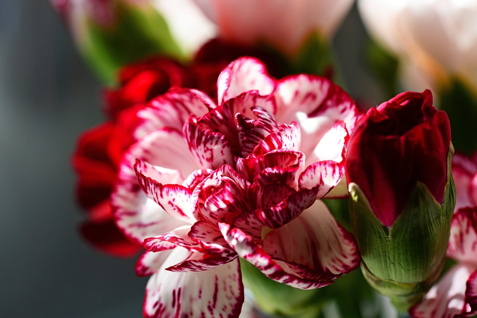 Red and white stripe flower