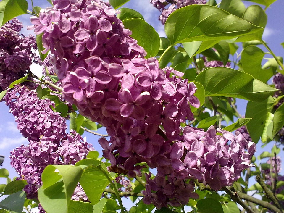 Outdoors light purple lilac