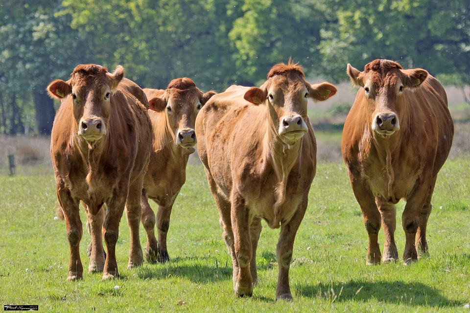 Meadow landscape animals