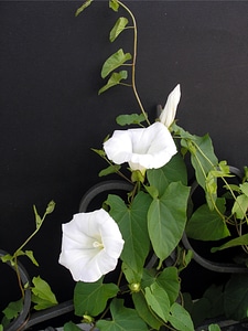 Flowers nature decorative