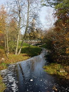 Trees stream creek photo