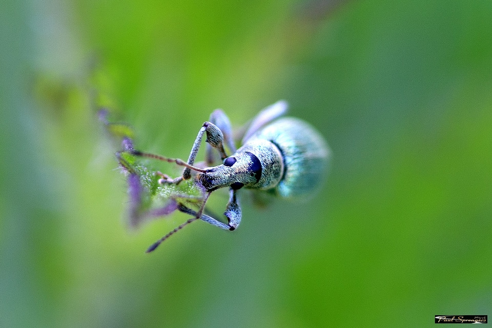 Polydrosus sericeus macro close up