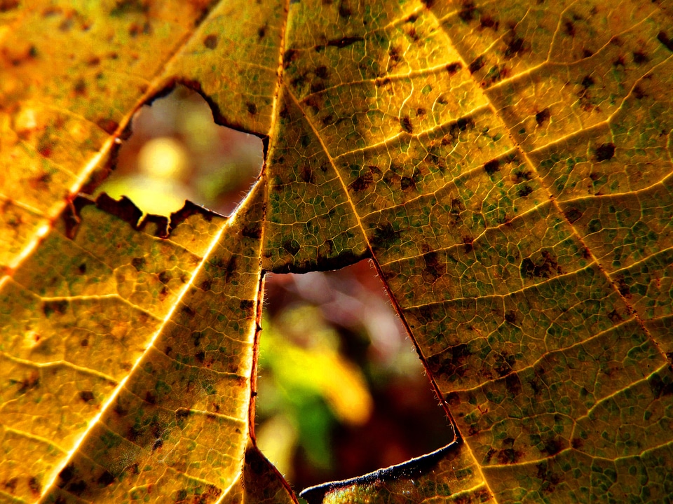 Macro nature yellow