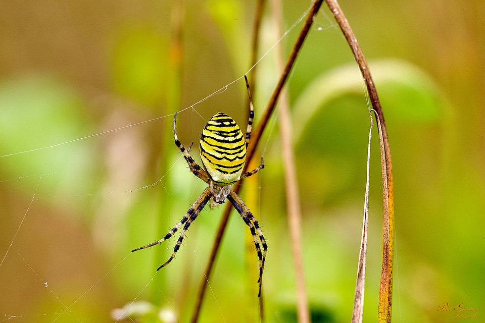 Macro close up nature