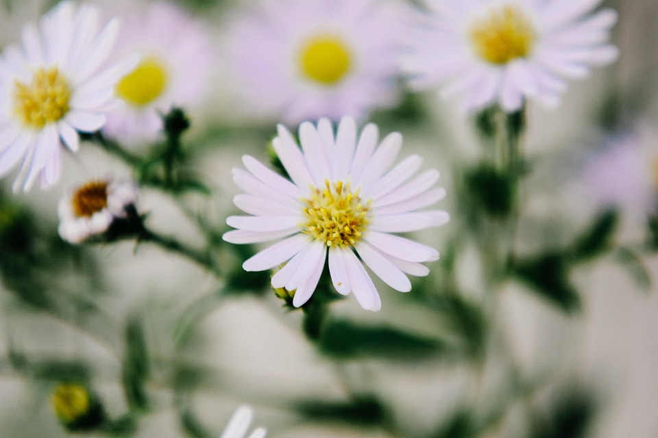 White Flowers Closeup