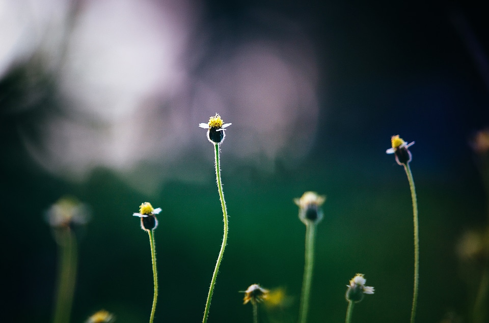 Flowers Growing Garden photo