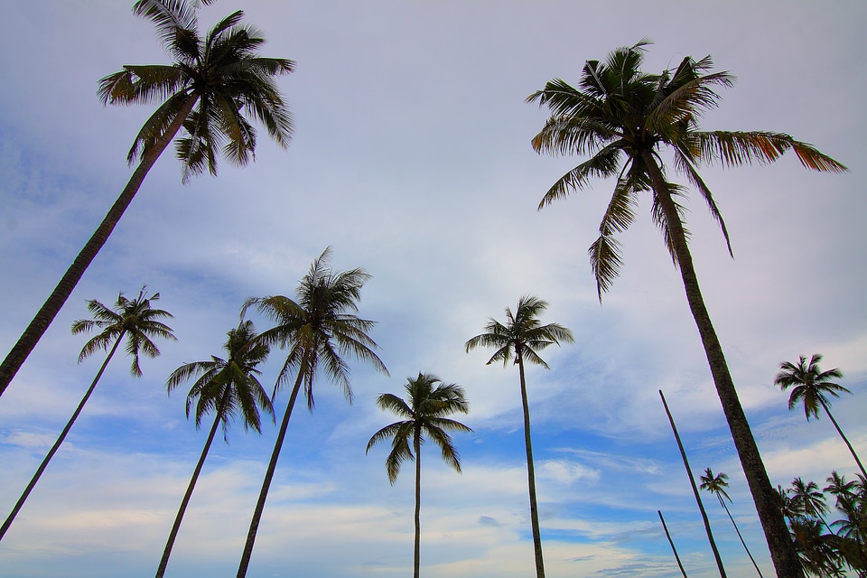 Palm Trees Blue Sky