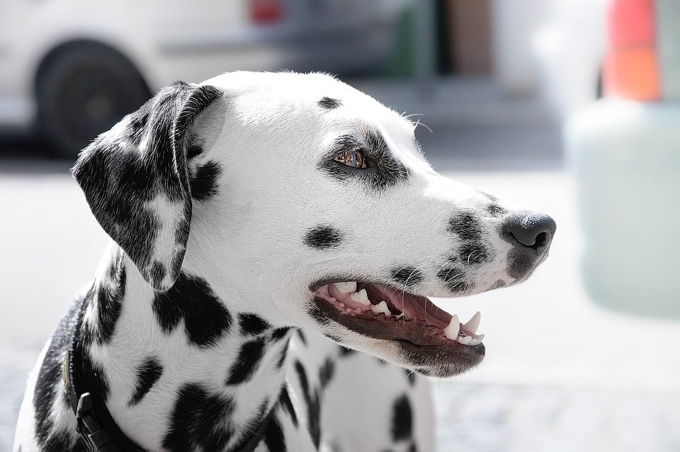 Dalmatian Dog photo