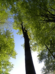 Leaves bark fresh
