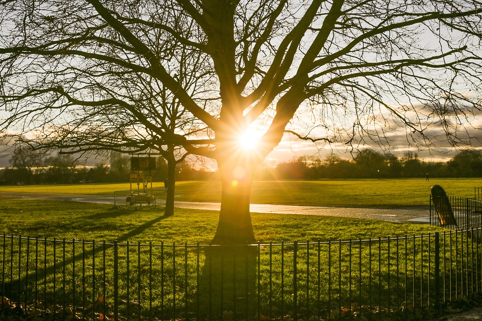 Park Fence Tree Sunset