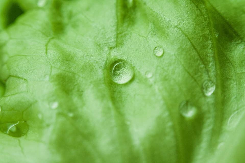 Green Leaf Morning Dew