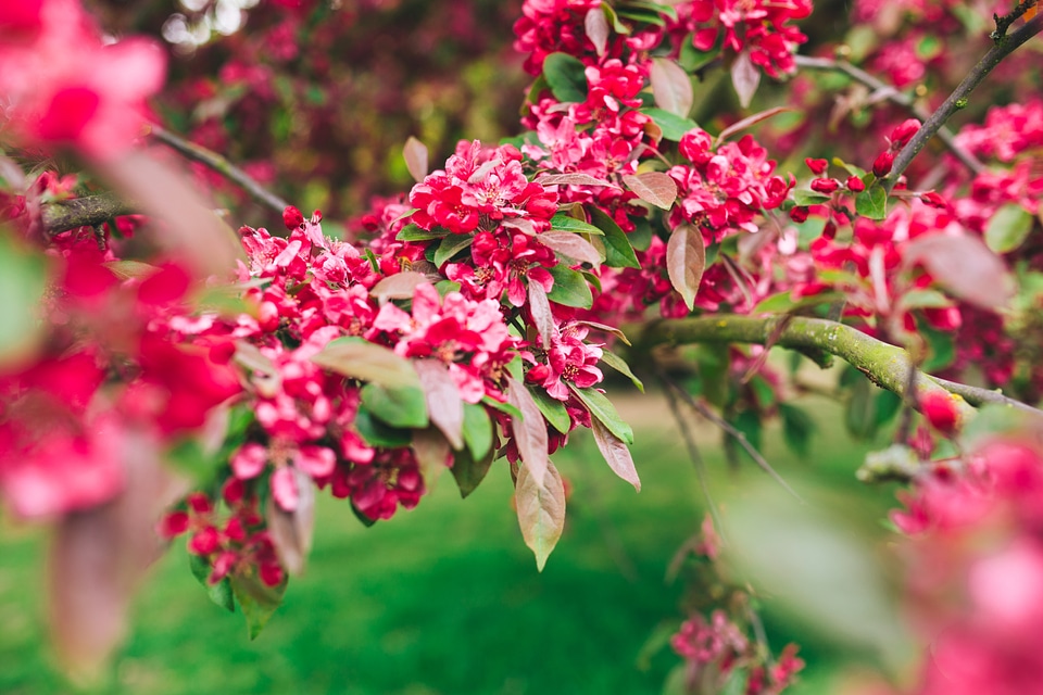 Pink Petaled Flowers