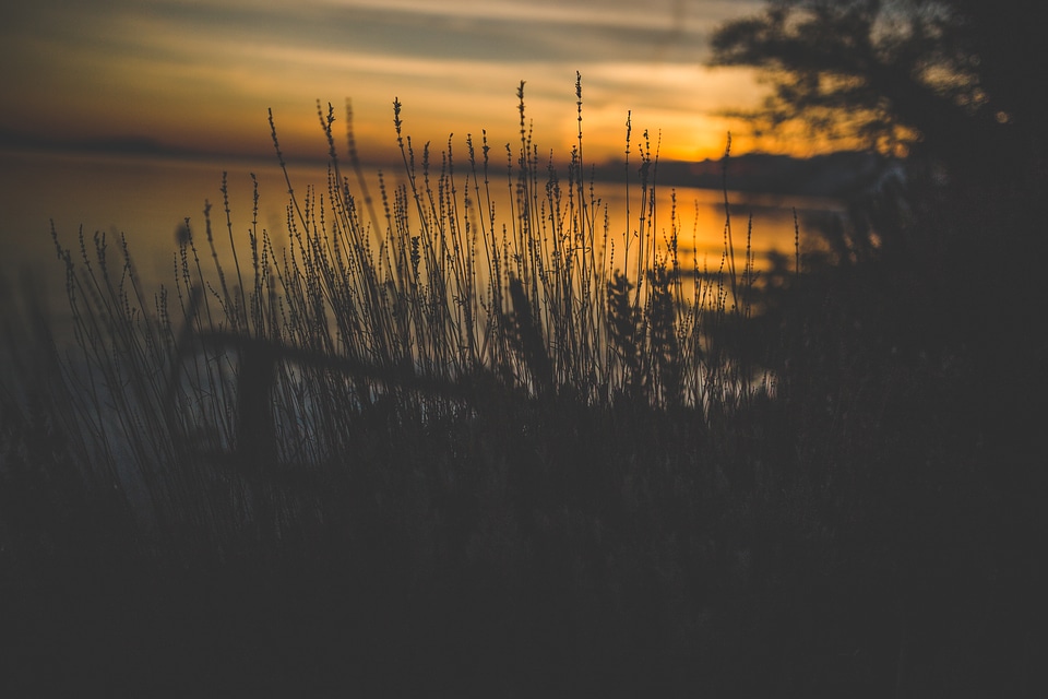 Silhouette of Grass Near Water
