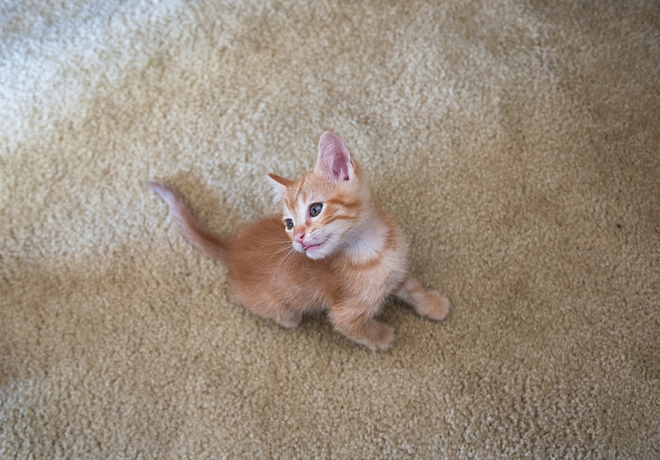 Pretty Kitty On The Carpet