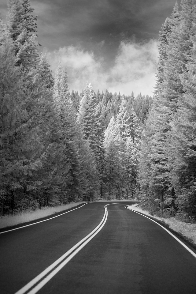Winding Tree Road In Black And White