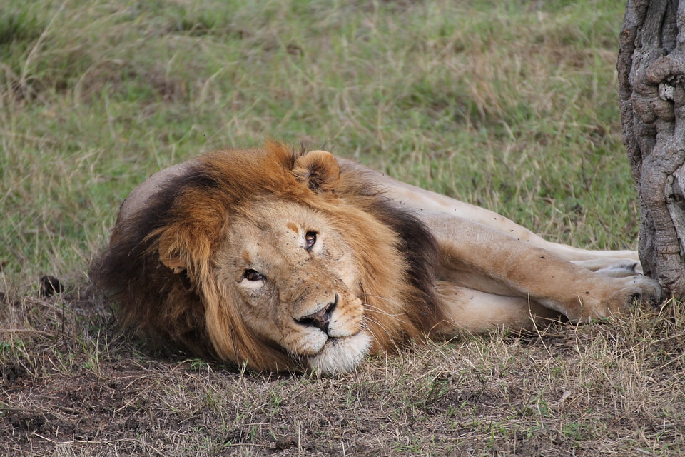 Africa landscape fauna