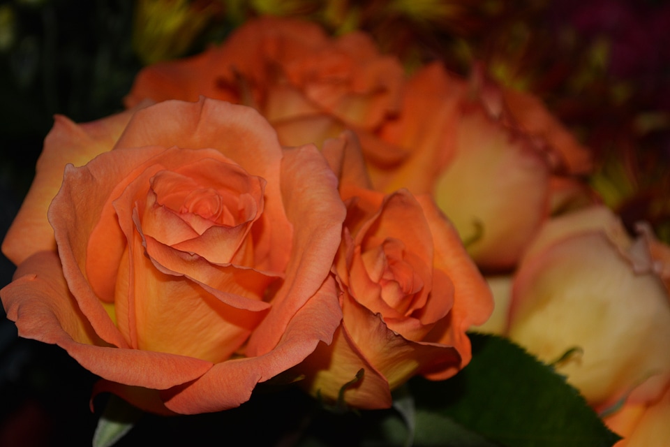 Floral plants natural