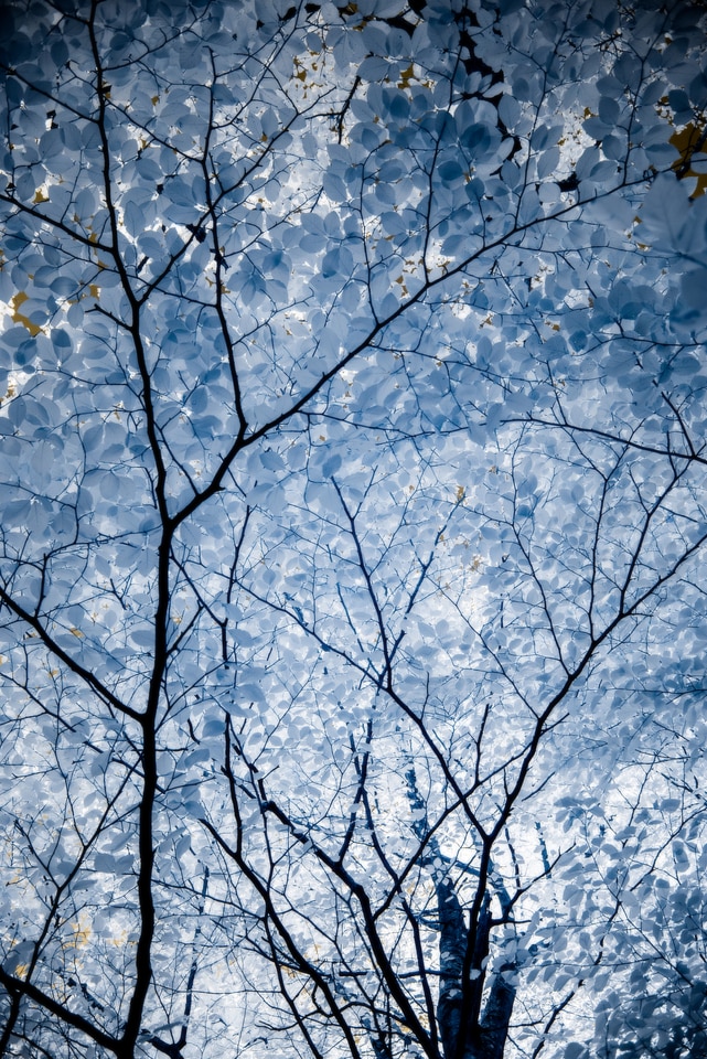 Leaves In Translucent Blue Sky