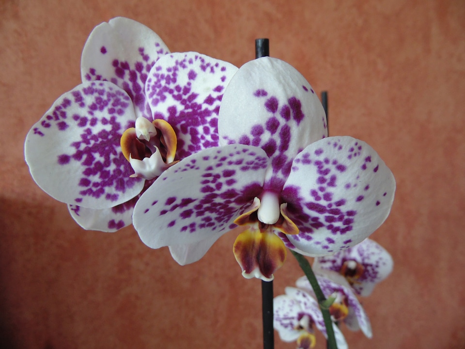Blossom floral petal