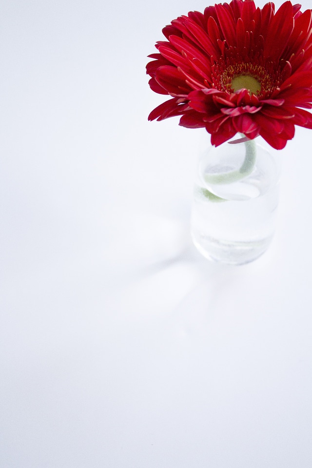 Red Daisy On White