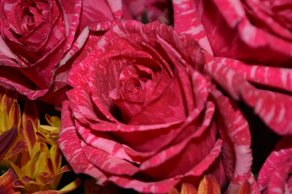 Floral plants natural