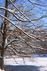 Tree trees winter