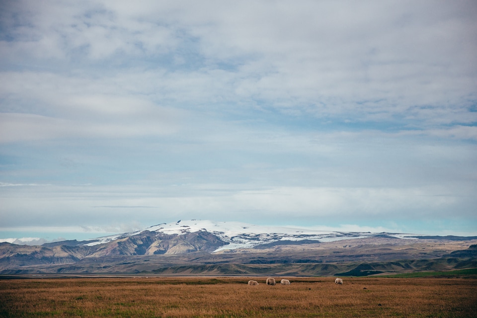 Sheep & Field Near Glacier
