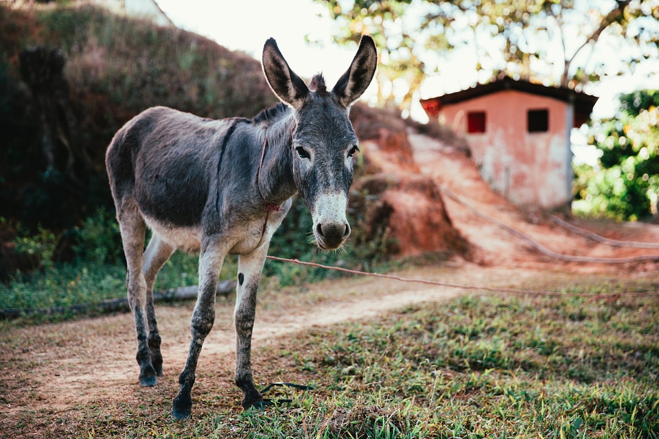 Donkey On Dirt Road