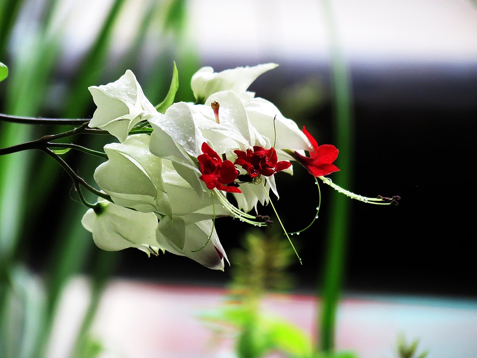 White flower nature flowers