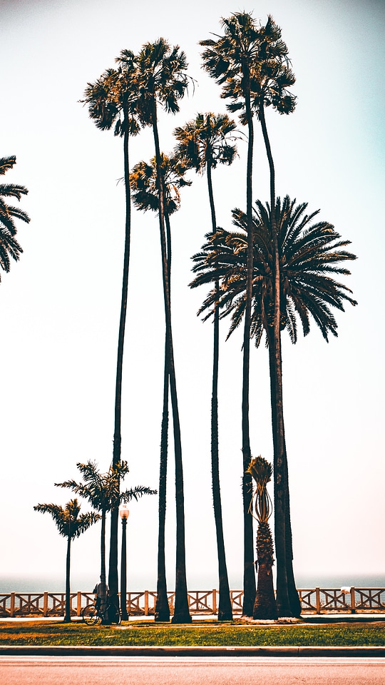 Los Angeles Palms By Boardwalk