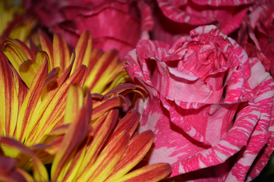 Roses floral plants